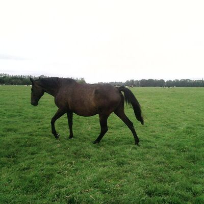 salut à tous, devoici des photos de normandie ou