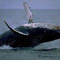 Photos de baleines