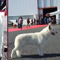 résultats d'expositions canines 2018