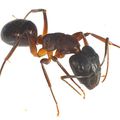 Camponotus sylvaticus