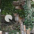 Le Corbeau et le Renard - au Puy du Fou