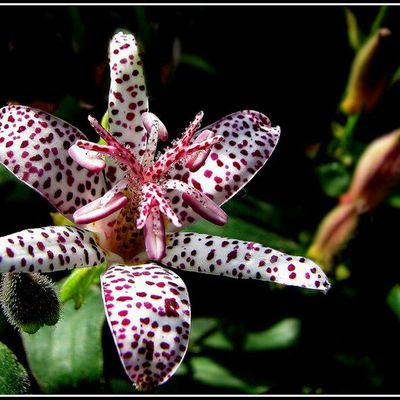 M09 Tricyrtis formosana