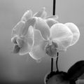 Noir et Blanc ou Couleur
