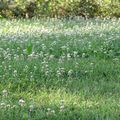 Dicton sur l'herbe