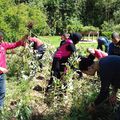 Activités de jardinage, récolte des fèves, plantations de tomates, aubergines, piments à l'accueil des jeunes à Ourika Tadamoune