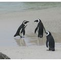 Pingouins du Cap