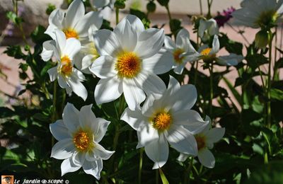 Comportement de mes dahlias Label Rouge pendant la saison 2018...