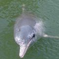 Pourquoi tant de dauphins morts sur les plages ?