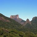 Rio de Janeiro : l’agouti doré de retour dans la forêt tropicale