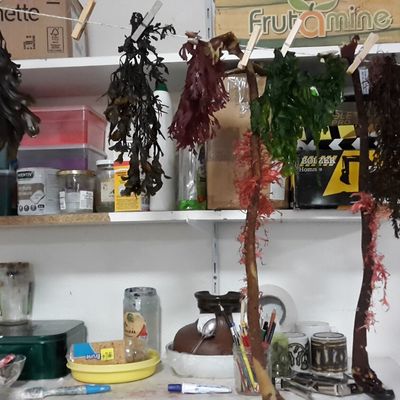 ATELIER FRESQUE ALGUES & POISSONS