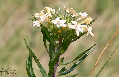 Collomie à grandes fleurs