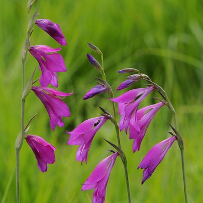 Le Glaïeul des marais