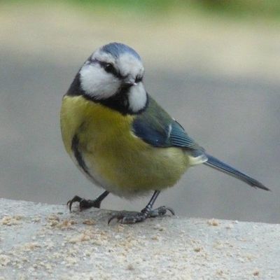 Bonjour, Je vous montre un peu le fruit de notre