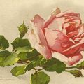 Catharina Klein : roses et cartes postales anciennes...