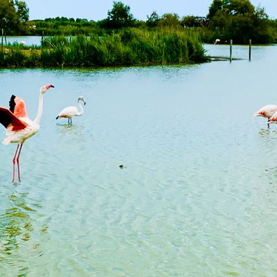 A la découverte de la faune et la flore camarguaise