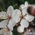 Prunier myrobalan et non pas myrobolan ;-) Prunus cerasifera pissardii Spectacle délicieux de fleurs blanche à feuilles pourpres