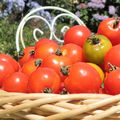 Tomates séchées et confites à l'huile d'olive pour un pique-nique à bord d'Amzer'Zo!