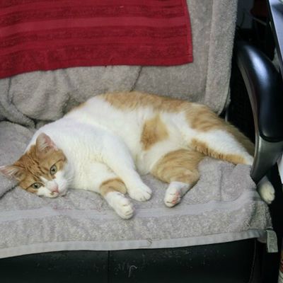 MON fauteuil de chat