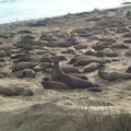 Californie : la mue des éléphants de mer aggrave la pollution des eaux côtières par le mercure !