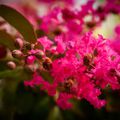 Lagerstroemia Indica Rouge