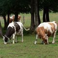 Vaches françaises (pour comparaison)