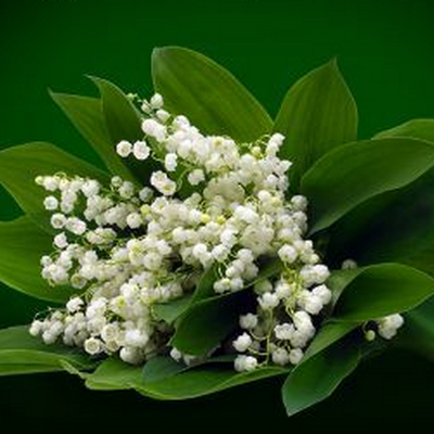 Un bouquet de bonheur