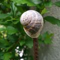 Coquilles d'escargot recyclées utilement…