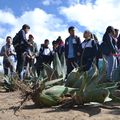 La Minga del Penco... Ou comment planter des agaves.