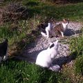 4 chats dans un jardin!