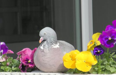 C'est le printemps, Coco adore se prélasser sur sa jardinière