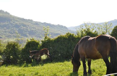 Mai en Aveyron ou la journée du Mulet ;-) #1