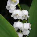 Muguet du 1er mai