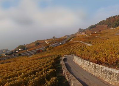Vignes de Chardonne