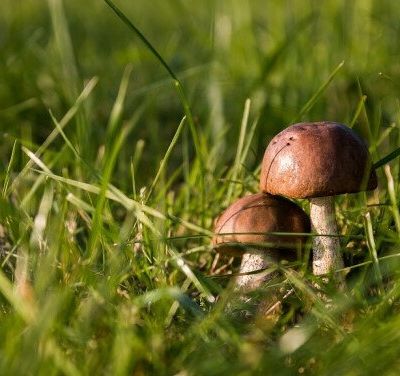 Sortir dans les vallons du 11 au 24 novembre 2019