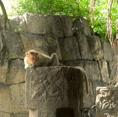 Le temple d'Hanuman Jean Ma maison à Pondichéry