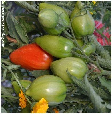Connaissez vous "VRAIMENT" la tomate Coeur de Boeuf ? 