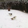 Les chiens dans la neige !