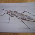 Carte postale "Insecte II"