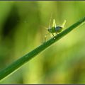 Se mettre au vert...