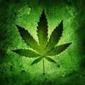 Le cannabis à l’honneur 