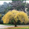 Poésie au parc du Thabor 