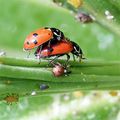 La vie sexuelle des coccinelles