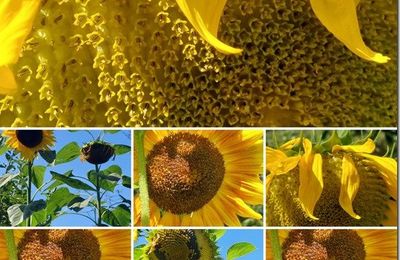 Tournesols