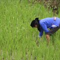 La culture du riz...ereintant!