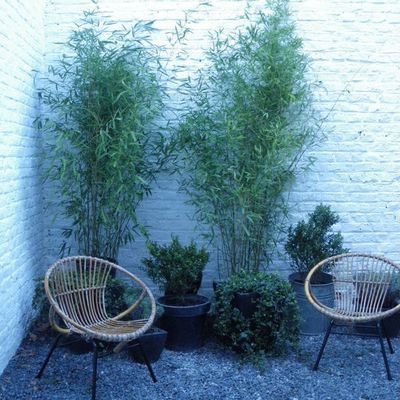 La cour petit à petit...