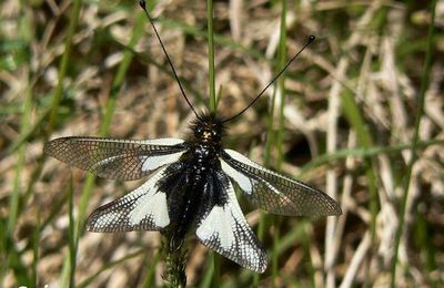 Libelloides coccajus