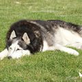 Belle, le husky de Sibérie Photographies prises