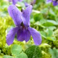 Violette dans l'herbe. Je tourne en rond dans le