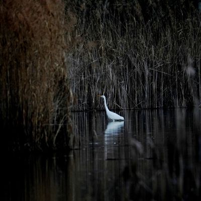 Grand oiseau blanc et roselière obscure