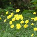 LE BOUQUET DU VENDREDI...